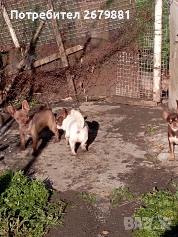 Чихуахуа - добри майки, снимка 2 - Чихуахуа - 52472489