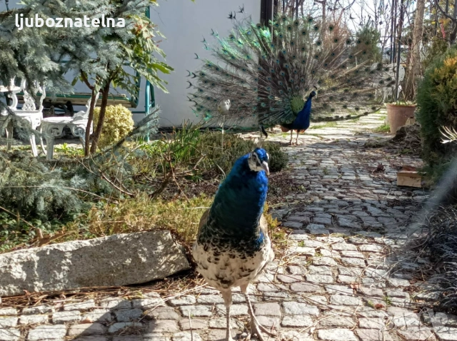 Паун Арлекин, снимка 2 - други­ - 53627473