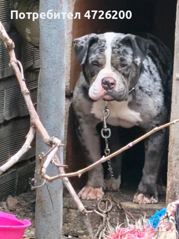 Bully pocket jensko , снимка 2 - Питбул - 53316723