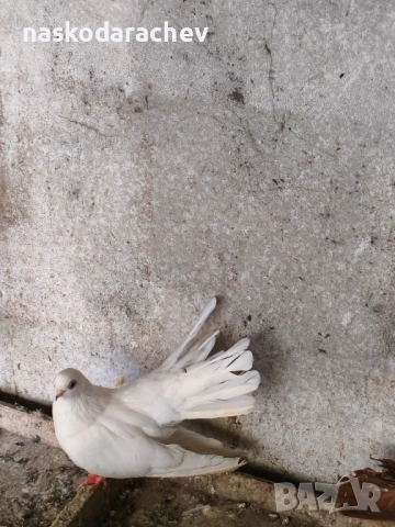 Бургаски местни преметачи различни цветове, снимка 7 - Гълъби - 52410723