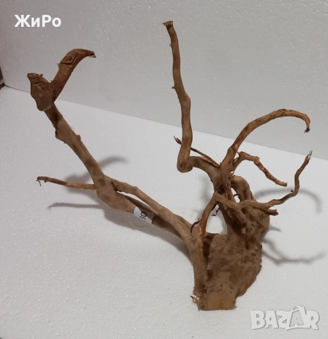 Корен от Азалия /декорация/ 30, снимка 2 - Други - 48966369