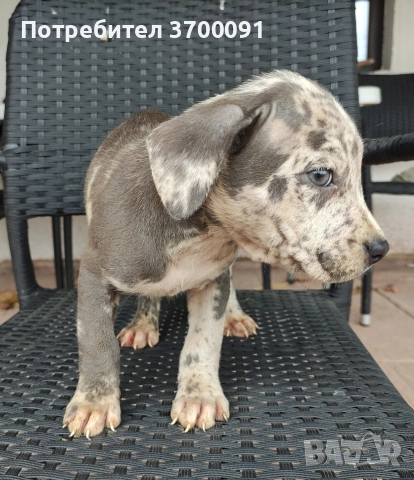 питбул / питбулчета 