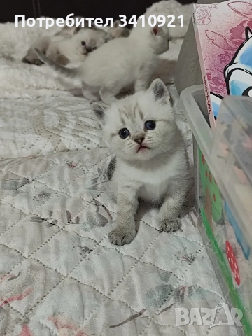 Колор-пойнт бебета 