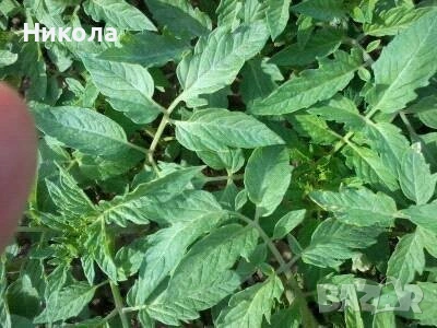 Продавам - домати,  пипер патладжан,  зеле,  праз и др.