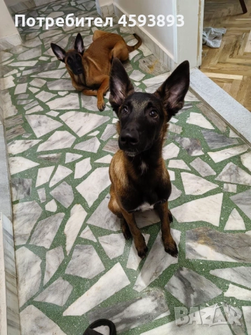 Белгийски овчарки Малиноа, снимка 7 - Белгийска овчарка - 52352260