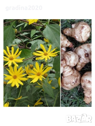 🌱 Земна ябълка (Гулия, Топинамбур), снимка 5 - Разсади - 53407698