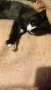 Подарявам мъжко коте, снимка 2
