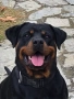 Ротвайлер , снимка 7