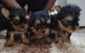 Мини йоркширски териери , снимка 2
