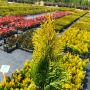 Туя Златен Смарагд, Thuja Occidentalis Golden Smaragd, снимка 10