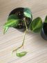 Philodendron Cream Splash , снимка 1 - Стайни растения - 45158843