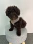  ТОЙ ШОКОЛАД ПУДЕЛ/ TOY POODLE , снимка 2