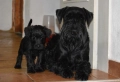 Черен шнауцер от клубен развъдник "Родопа планина", снимка 10