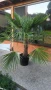 Зимна /студоустойчива/ палма Трахикарпус, снимка 2