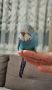 Ръчно хранен социален изложбен вълнист папагал   ръчно хранени