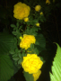 Жълт трендафил-катерлива роза, снимка 2