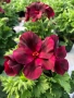 Pelargonium regale Бордо (тъмночервено), снимка 1