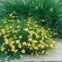 Кореопсис Загреб , снимка 2