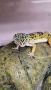 Продавам леопардов гекон с пълно оборудване спешно , снимка 1 - Гекон - 45477903