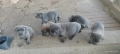 Cane Corso Italiano, снимка 8