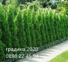 Западна туя Смарагд (Thuja occidentalis Smaragd)