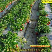 Иновативна стойка за ягоди против вредителите и гниене - КОД 3700, снимка 3 - Други - 45340941