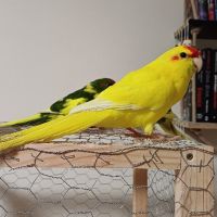 Какарики папагалчета, снимка 3 - Папагали - 45654851