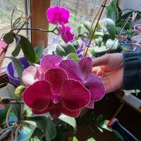 Продавам коллекция орхидеи!!!, снимка 4 - Стайни растения - 45529649