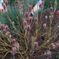 Върба (Salix grac. 'Mount Aso'), снимка 2 - Градински цветя и растения - 45232467