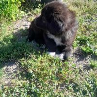 Мъжко кученце, снимка 2 - Кавказка овчарка - 45125996