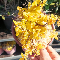Японска спирея Голден принцес,  Spiraea japonica Golden princess, снимка 12 - Градински цветя и растения - 40015502