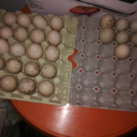 Продавам оплодени яйца от неми патици (юрдечки), снимка 2 - други­ - 45060323