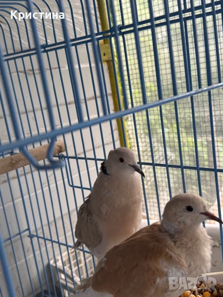 Гугутки , снимка 1