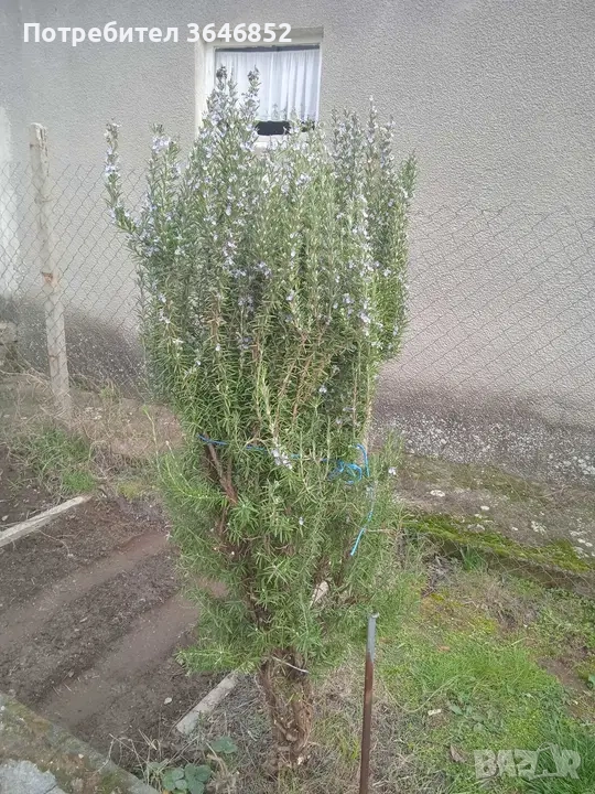 Пресен розмарин,риган,салвия, лавандула,смокиня,дафинов лист, мащерка, снимка 1