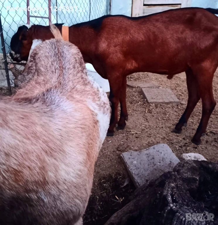 Чистопороден млад пръч, снимка 1
