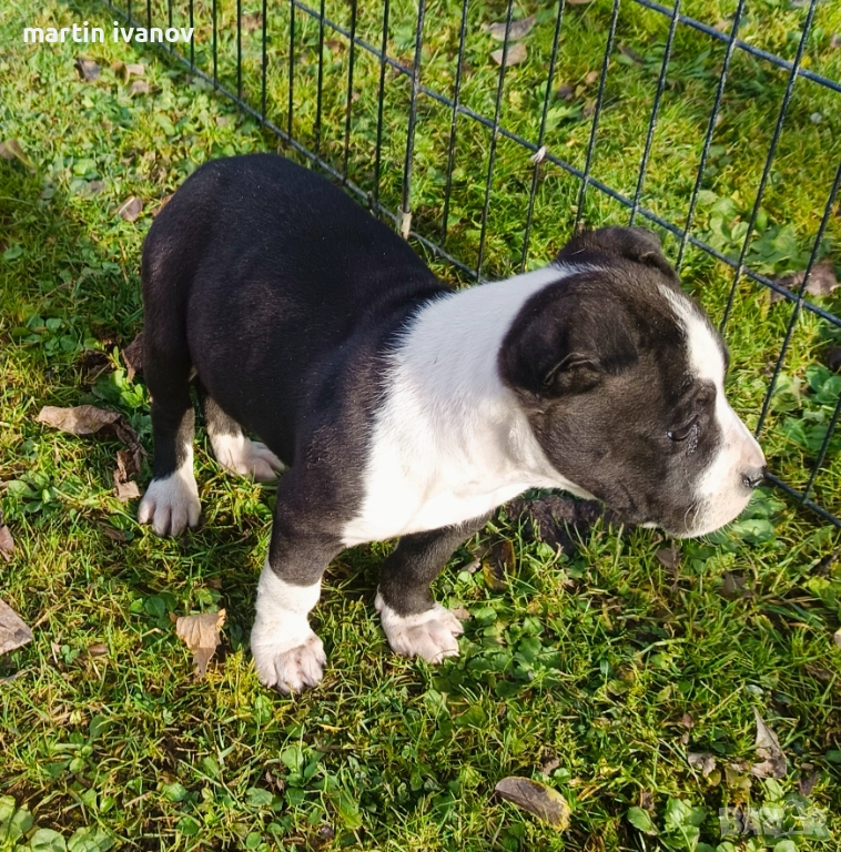 Маки питбули, снимка 1