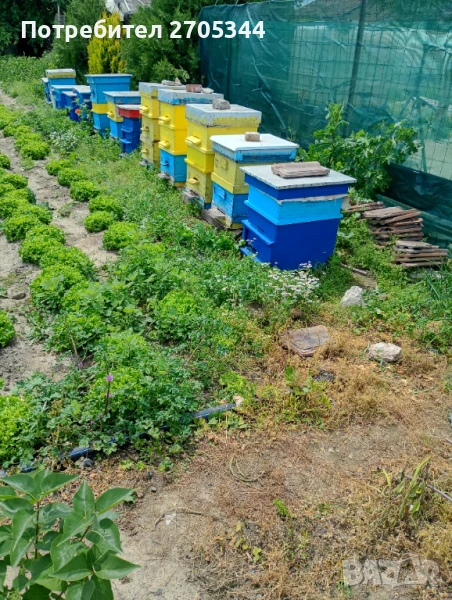 Пчелни семейства , снимка 1