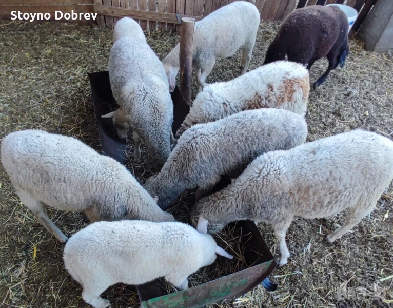 Агнета, снимка 1