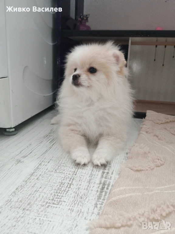 Померан момиче , снимка 1