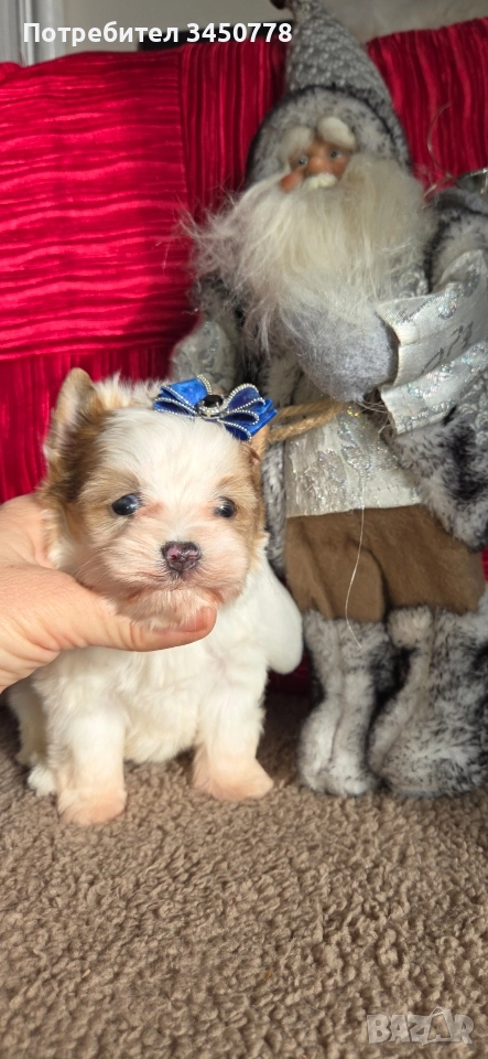 ексклузивен бял йоркшир, снимка 1