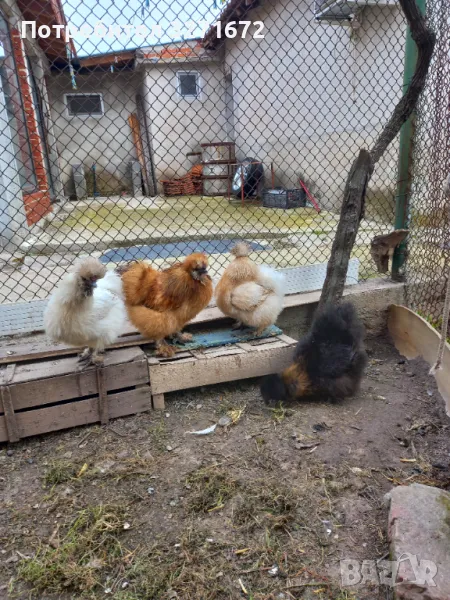 Яйца от американски копринки , снимка 1