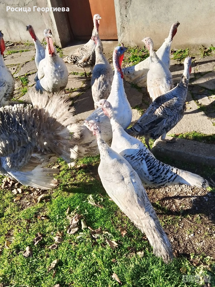 Домашни пуйки мъжки и женски 0897614893 Цена по договоряне, снимка 1
