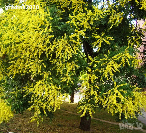 Китайски Мехурник -Koelreuteria “Paniculata”, снимка 1