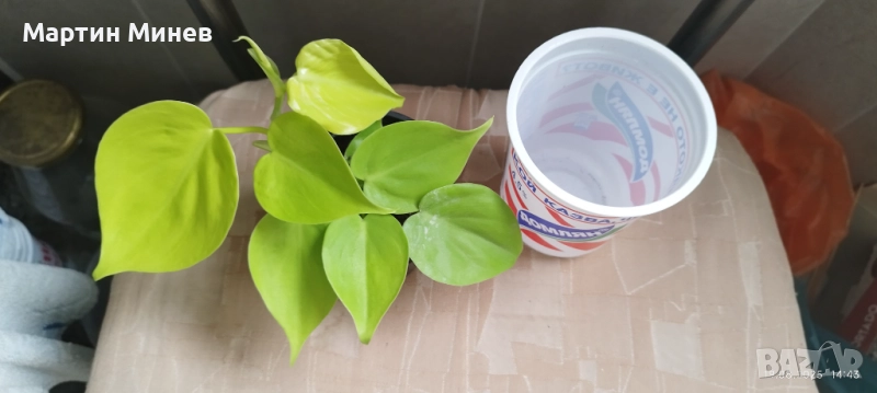 Филодендрон (Philodendron) «Lemon Lime» (лиана/увивни), снимка 1
