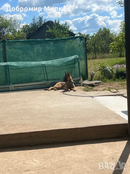 Продавам Белгийска Овчарка Малиноа, снимка 1