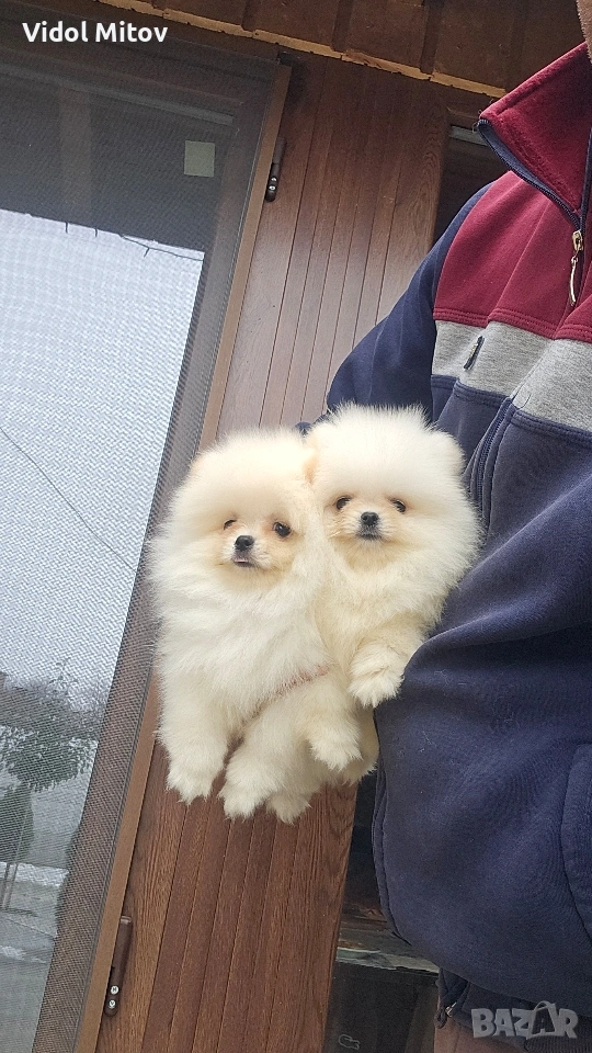 Мини Померан момичета , снимка 1