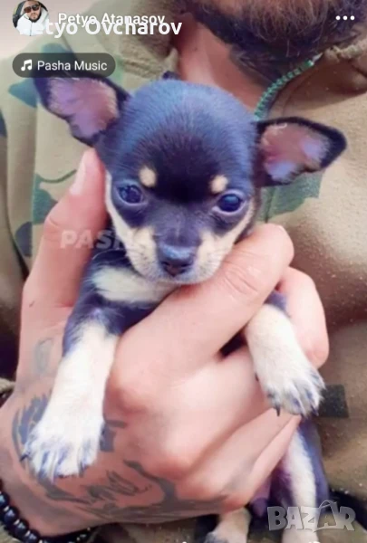 Чистокръвно чихуахуа , снимка 1