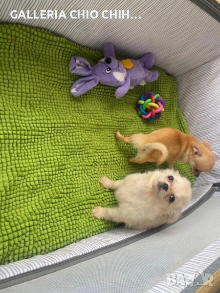 Женско дългокосместо чихуахуа, снимка 1