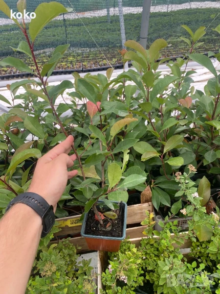 Фотиния, снимка 1