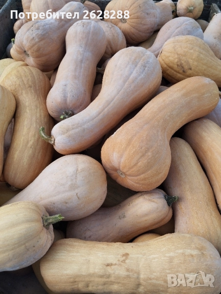 тиква цигулка и матилда, снимка 1